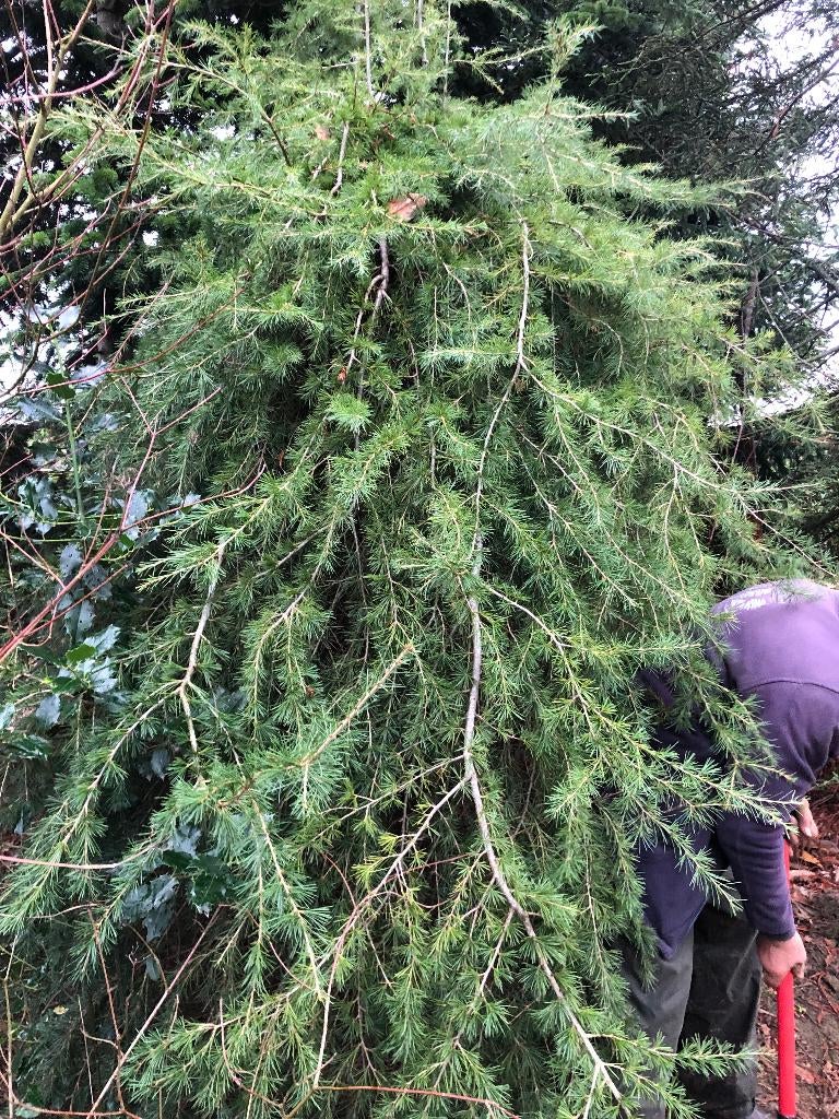 cedrus deodara pendula, Enlèvement, Ombre partielle, 250 à 400 cm, Ne fleurit pas