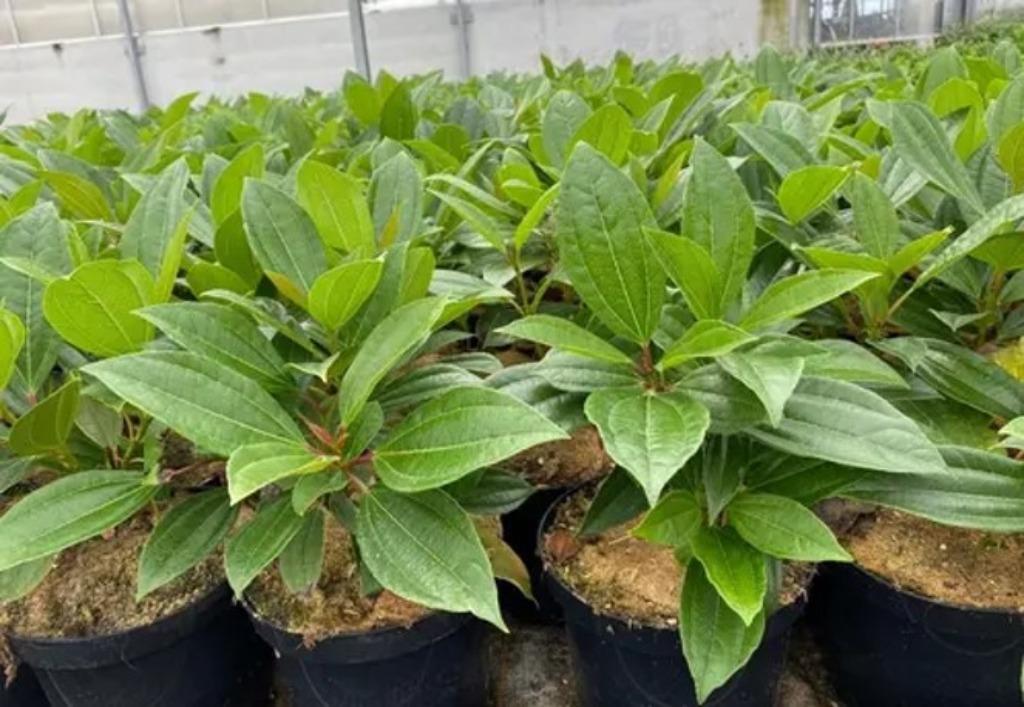 Viburnum davidii, Hagen en Sierheesters, Ophalen, Overige soorten, Haag, Minder dan 100 cm