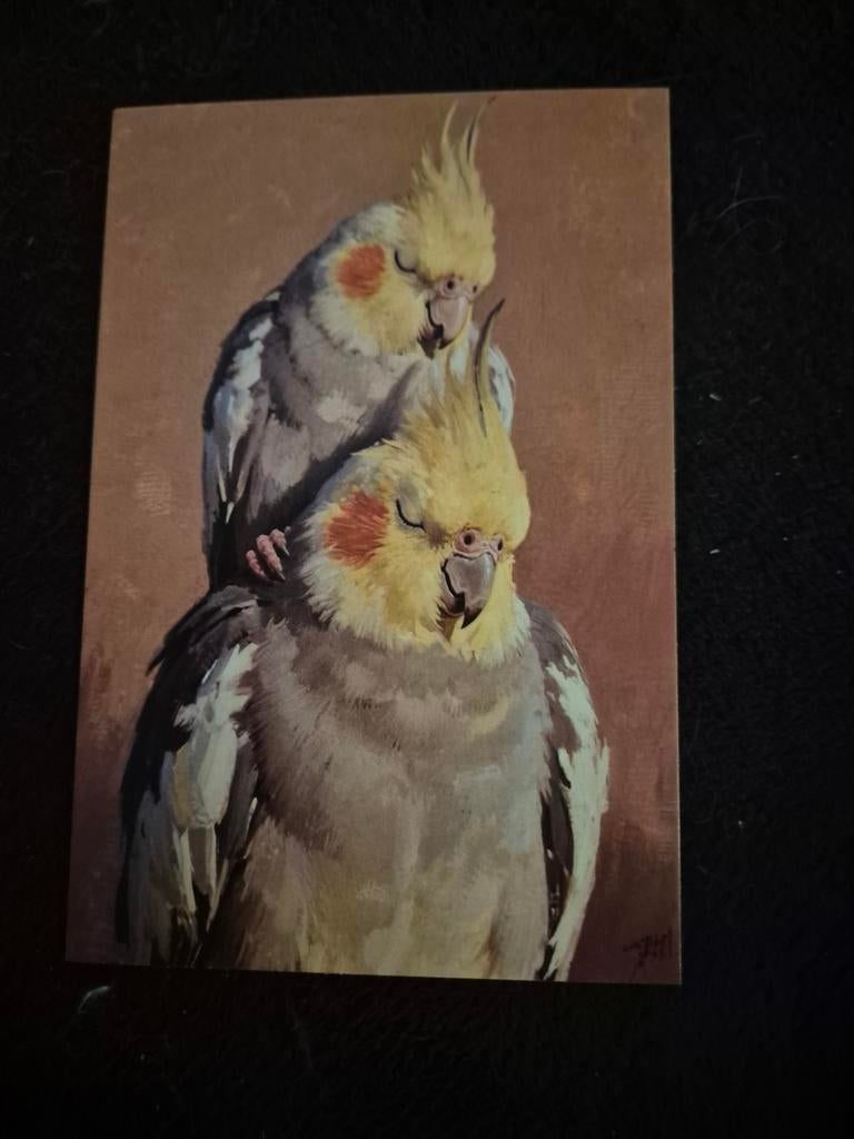 Postkaart valkparkieten, Verzamelen, Postkaarten | Dieren, Ophalen of Verzenden