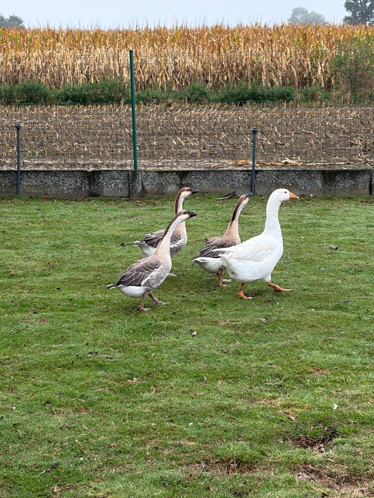 Bruine ganzen, Dieren en Toebehoren, Meerdere dieren, Gans of Zwaan