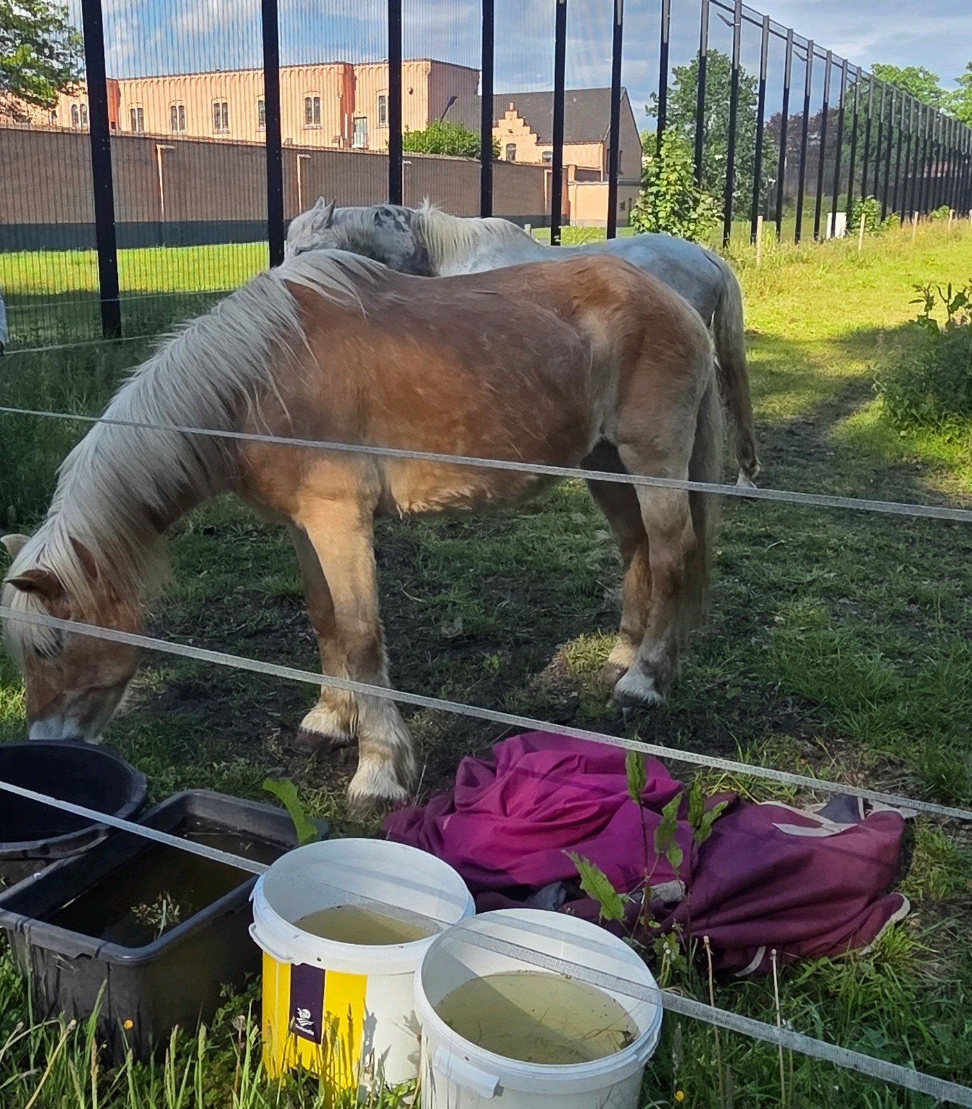 haflinger faith als weidemaatje, Dieren en Toebehoren, Paarden