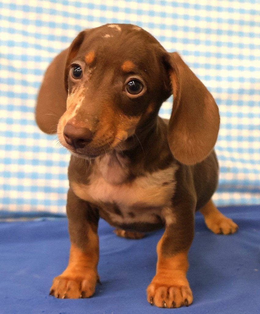 Super leuke Teckels pups!, Dieren en Toebehoren, Honden | Teckels en Dashonden, 15 weken tot 1 jaar, Dwerg, CDV (hondenziekte)