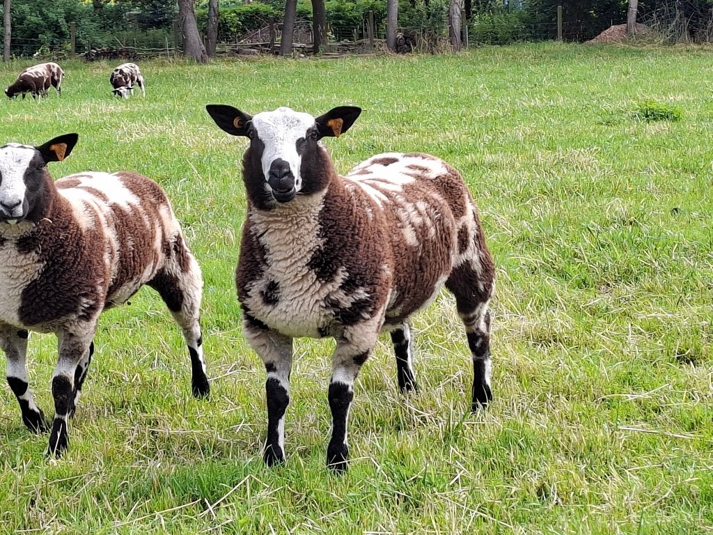 Dekrammen bont schaap, Mannelijk, Schaap