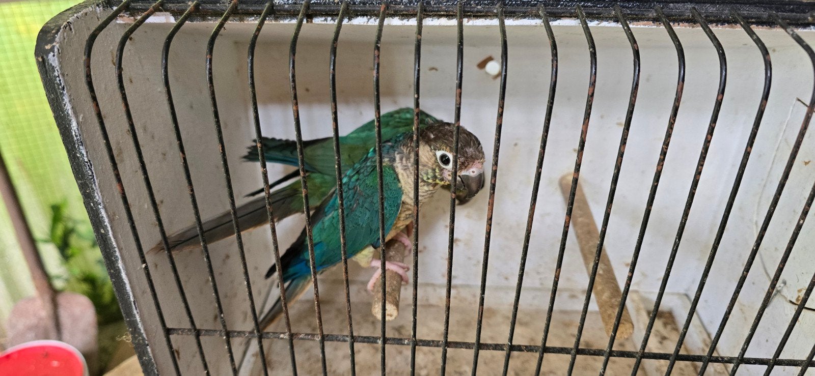Couple  pyrrhura turqu opaline violet x  turqu opali misty, Plusieurs animaux, Perruche, Bagué