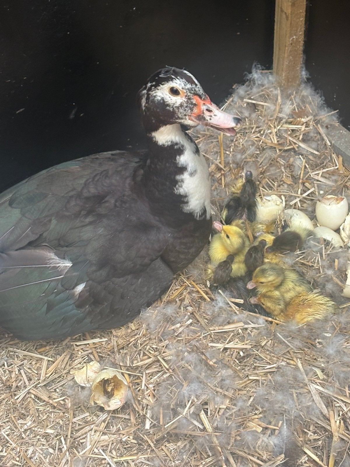 Barberie kuikens, Dieren en Toebehoren, Pluimvee