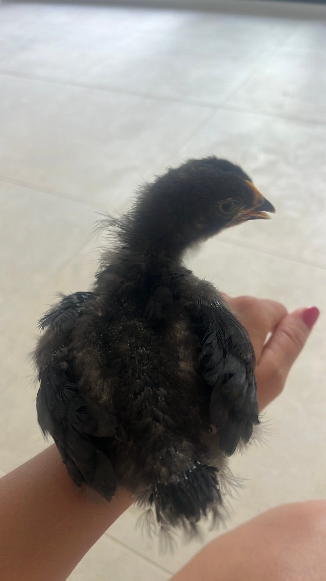 Kruising brama kuikens, Dieren en Toebehoren, Pluimvee