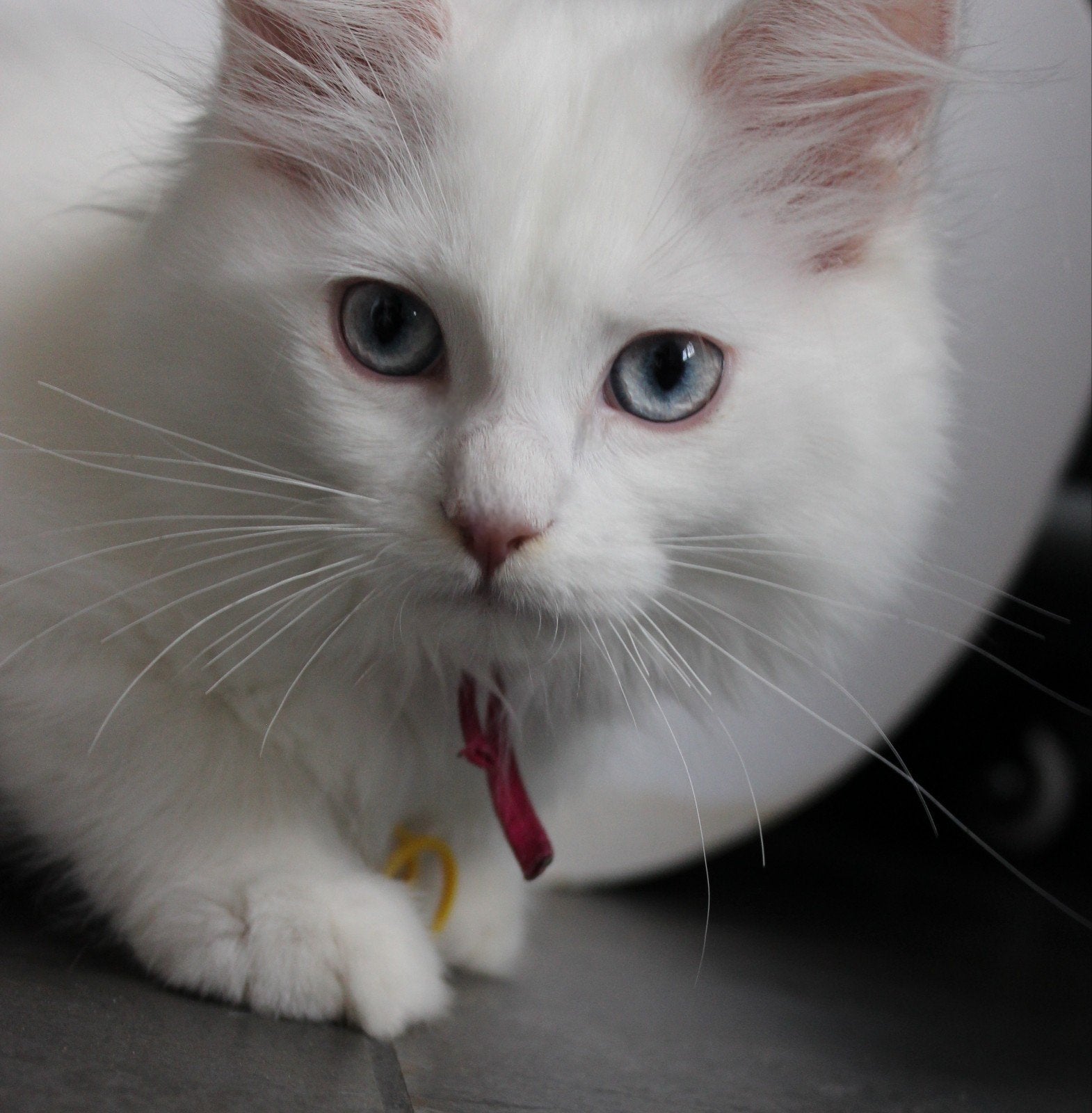 Maine Coon kitten, Dieren en Toebehoren, Poes, Gechipt, 0 tot 2 jaar