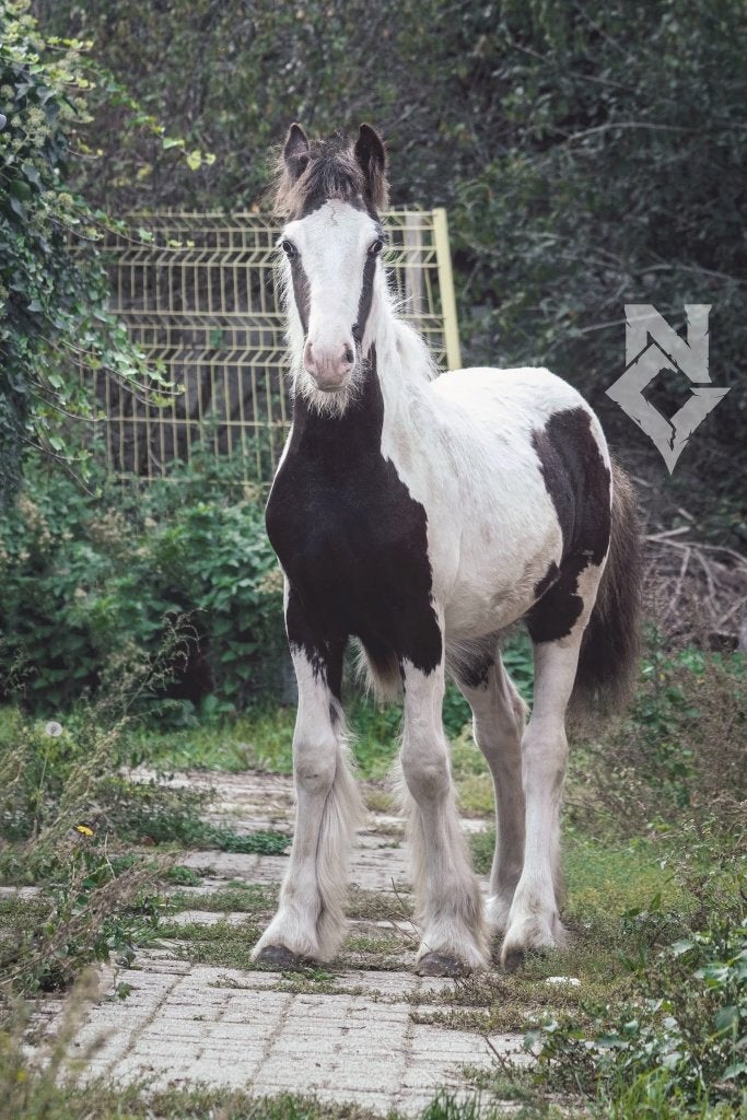 Prachtig, lief tinker/irish cob merrie veulen, Animaux & Accessoires, Avec pedigree, Poney de récréation, Ne s'applique pas, 0 à 2 ans