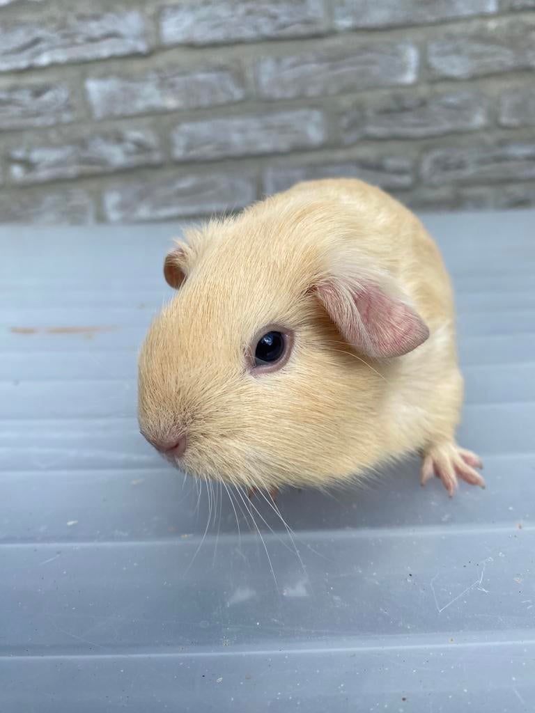 Crème zeugje uit bonte lijn te koop, April, Vrouwelijk, Cavia