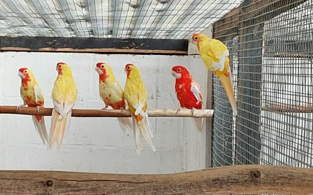 Geelpastel pennant man 26, Dieren en Toebehoren, Mannelijk, Parkiet, Geringd