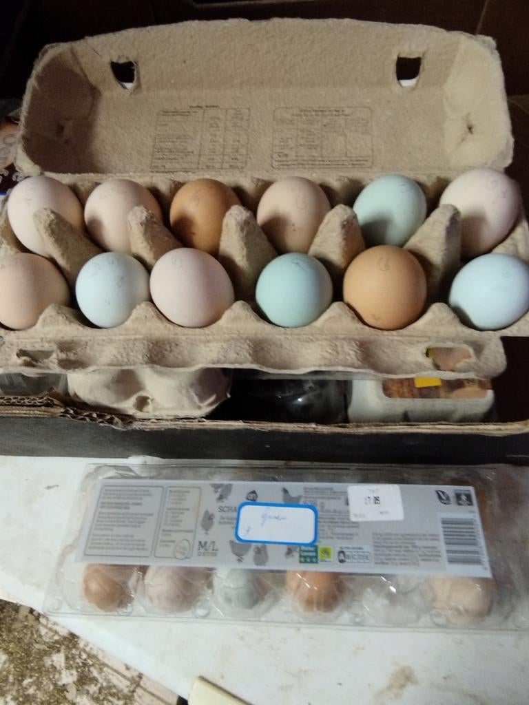 Broedeieren van groenleggers., Dieren en Toebehoren, Ophalen