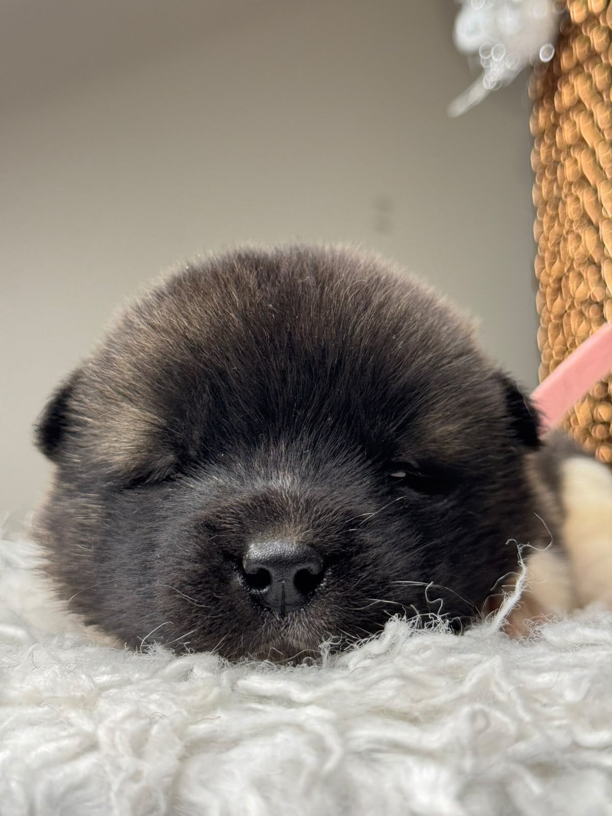 Stamboom Akita Pups, Dieren en Toebehoren, België, Fokker | Hobbymatig, 8 tot 15 weken, Poolhond