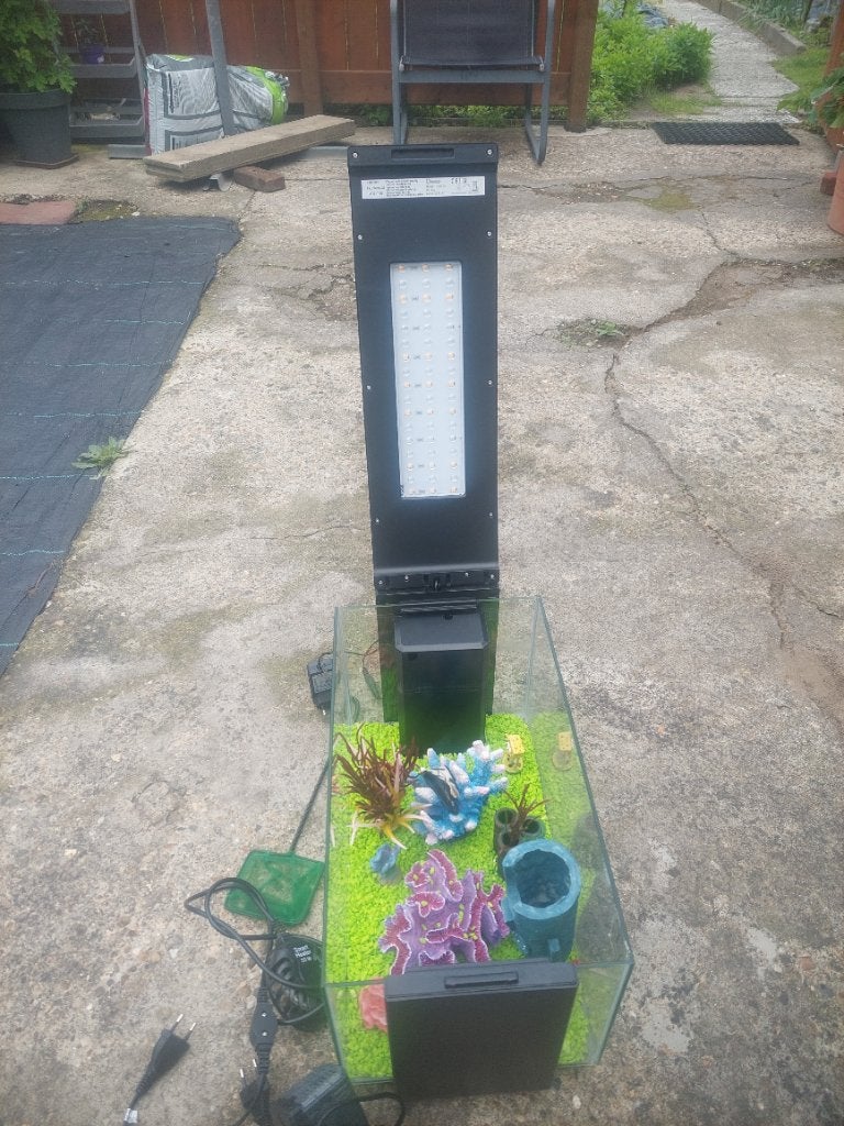 Un ensemble d'aquarium complet et soigné à vendre, Animaux & Accessoires, Poissons | Poissons d'aquarium, Poisson