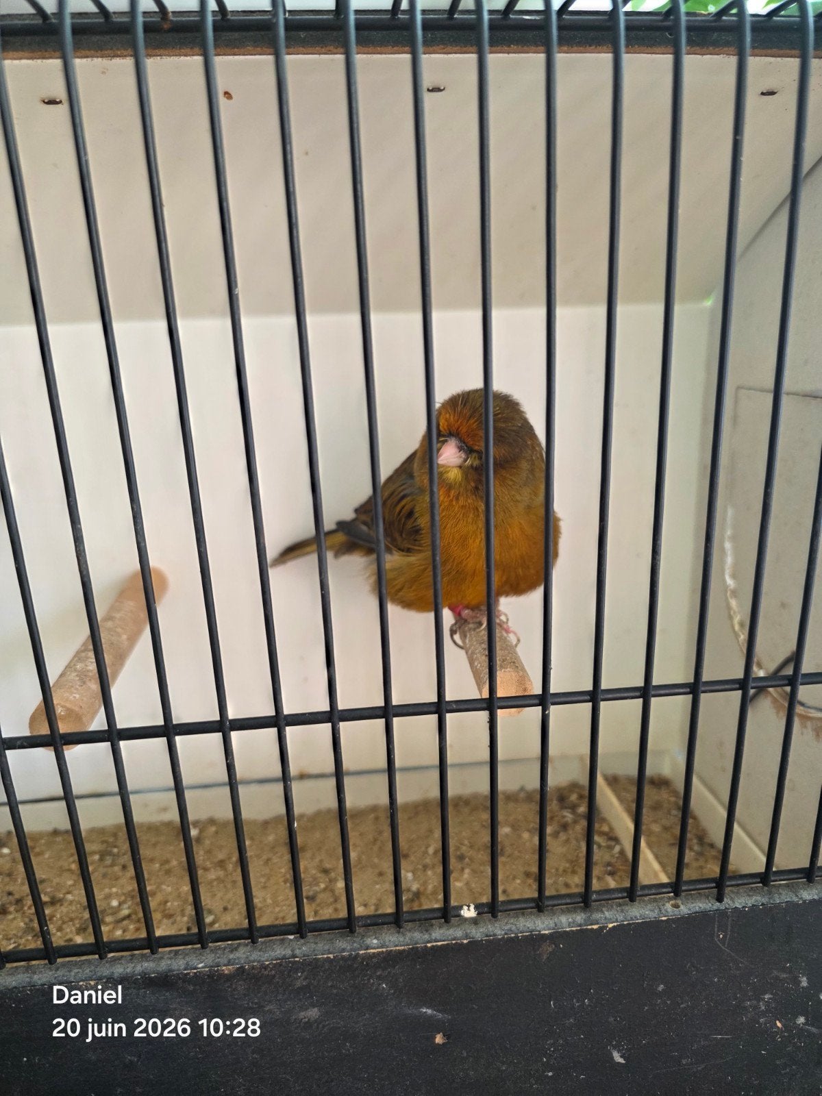 Kanarie uit Norwich, Dieren en Toebehoren, Vogels | Kanaries, Vrouwelijk