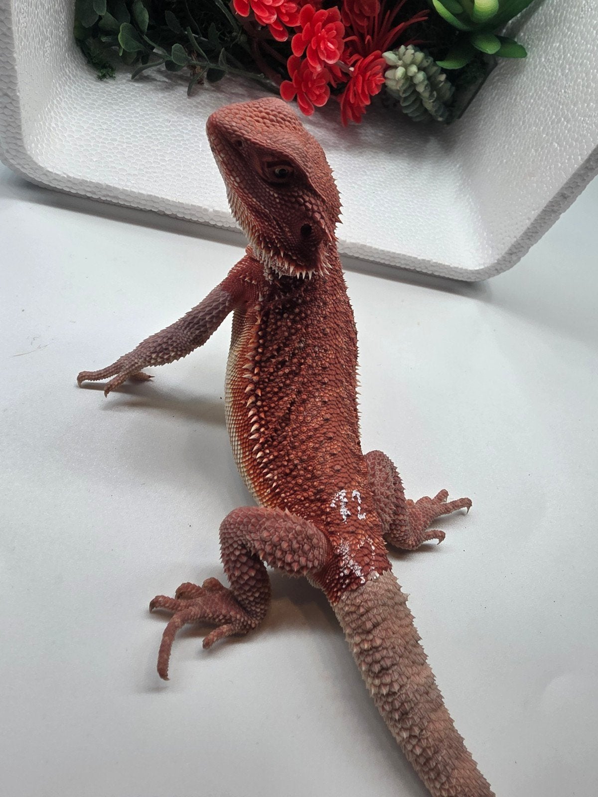 red monster, hypo, man, Dieren en Toebehoren