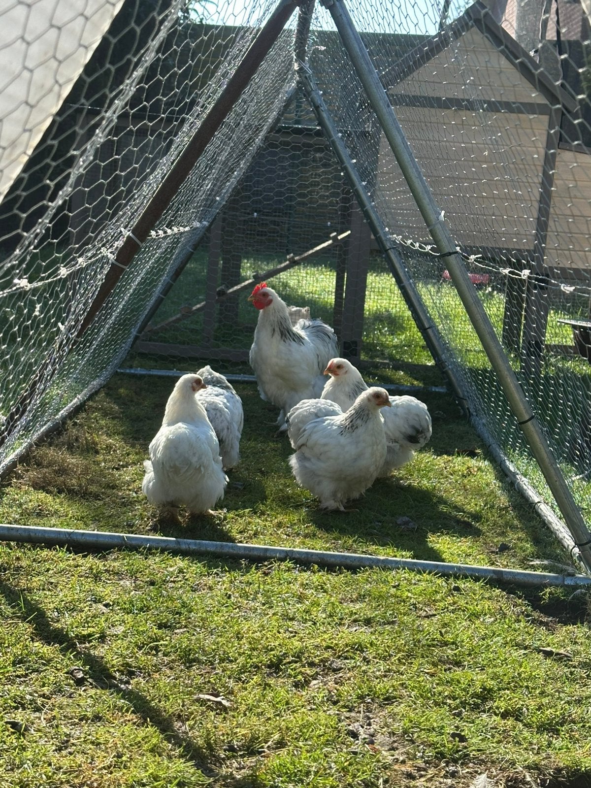 Cochin kriel toom te koop/ruil, Femelle, Poule ou poulet