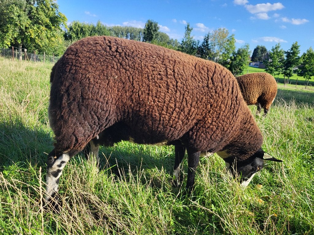 Ooi zwartbles, Vrouwelijk, Schaap, 0 tot 2 jaar