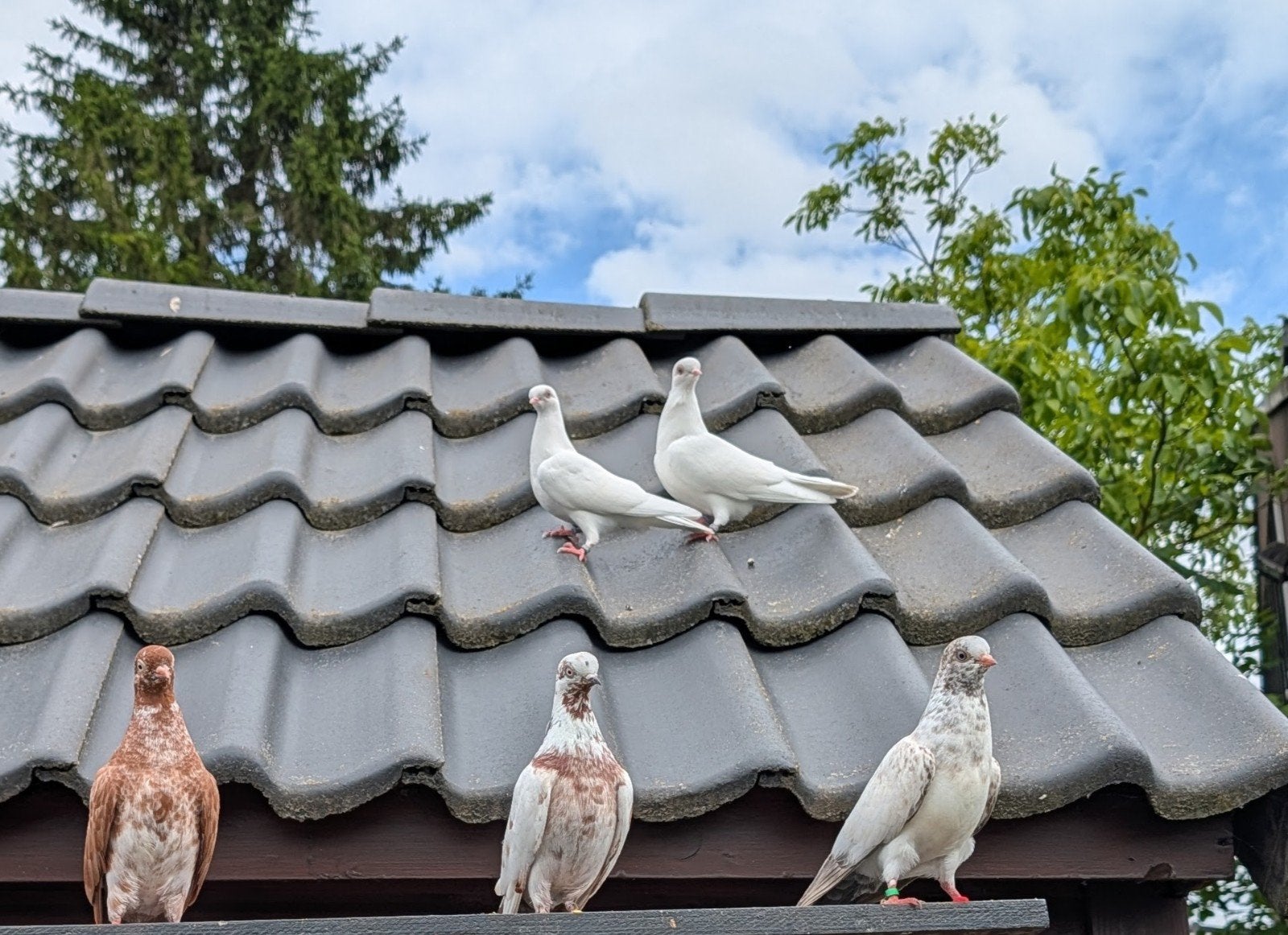 Portugese tuimelaar, Animaux & Accessoires, Oiseaux | Pigeons