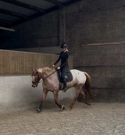 Recreatie ruin grote appaloosa 6 jaar, Dieren en Toebehoren, Ruin