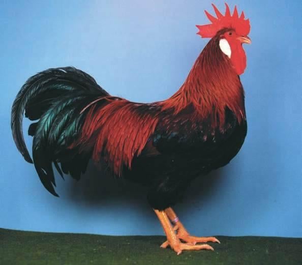 Broedeieren Leghorn Bruinpatrijs, Dieren en Toebehoren, Pluimvee, Geslacht onbekend, Kip