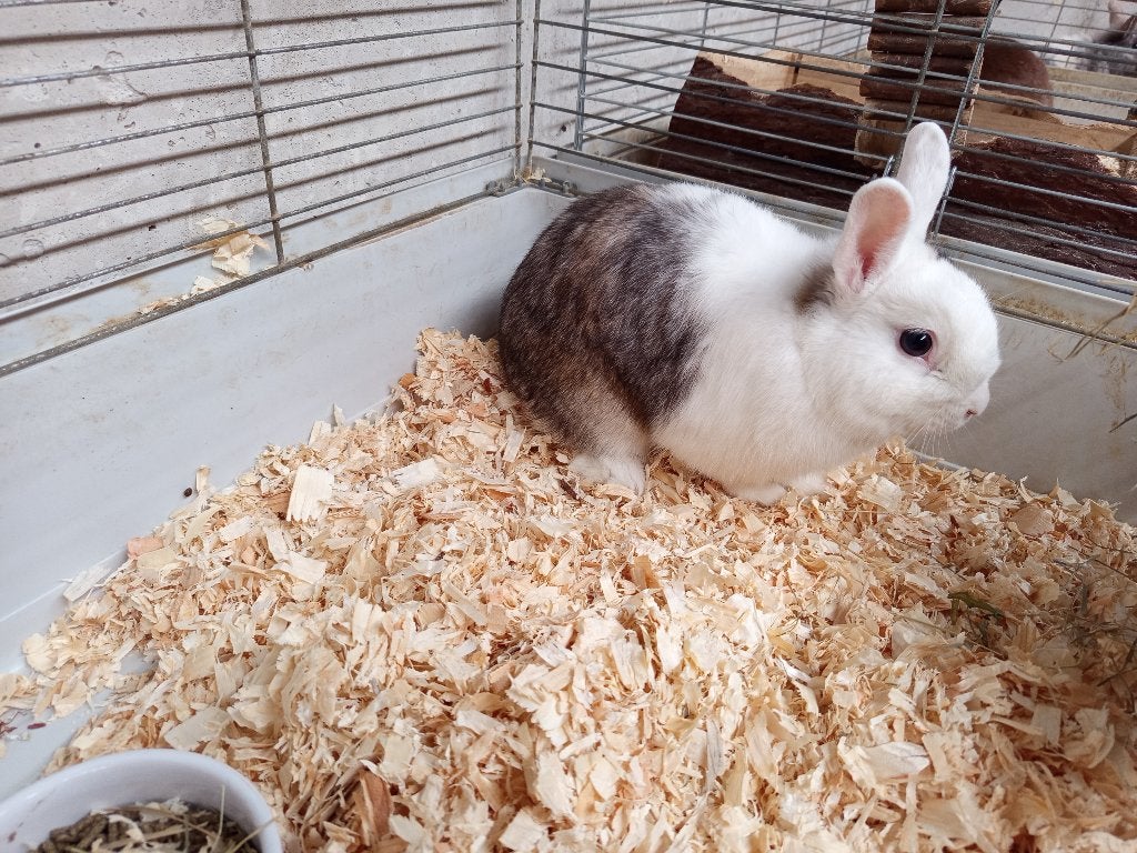 Konijntjes zoeken een nieuwe thuis, Dieren en Toebehoren