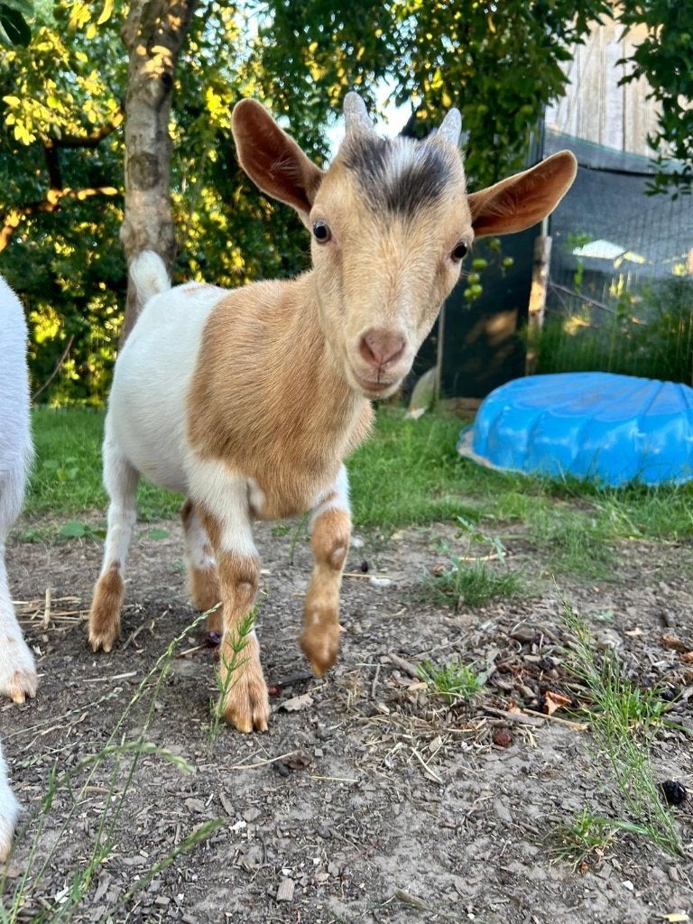 Dwerggeitjes, Dieren en Toebehoren, Schapen, Geiten en Varkens, Meerdere dieren, Geit, 0 tot 2 jaar
