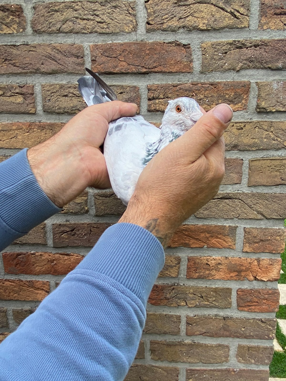 Vitesse doffer 2024, Dieren en Toebehoren, Mannelijk, Postduif