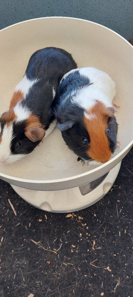 Cavia beertjes, Dieren en Toebehoren, Cavia, Mannelijk, Tam, September