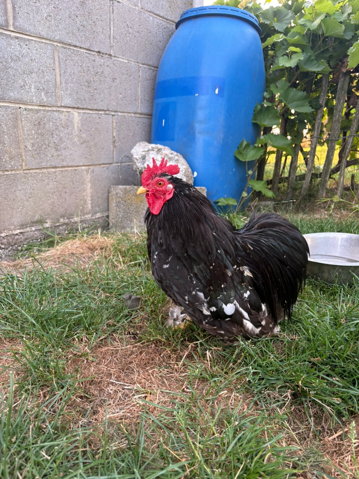 Pekin frisé noir caillouté blanc, Animaux & Accessoires