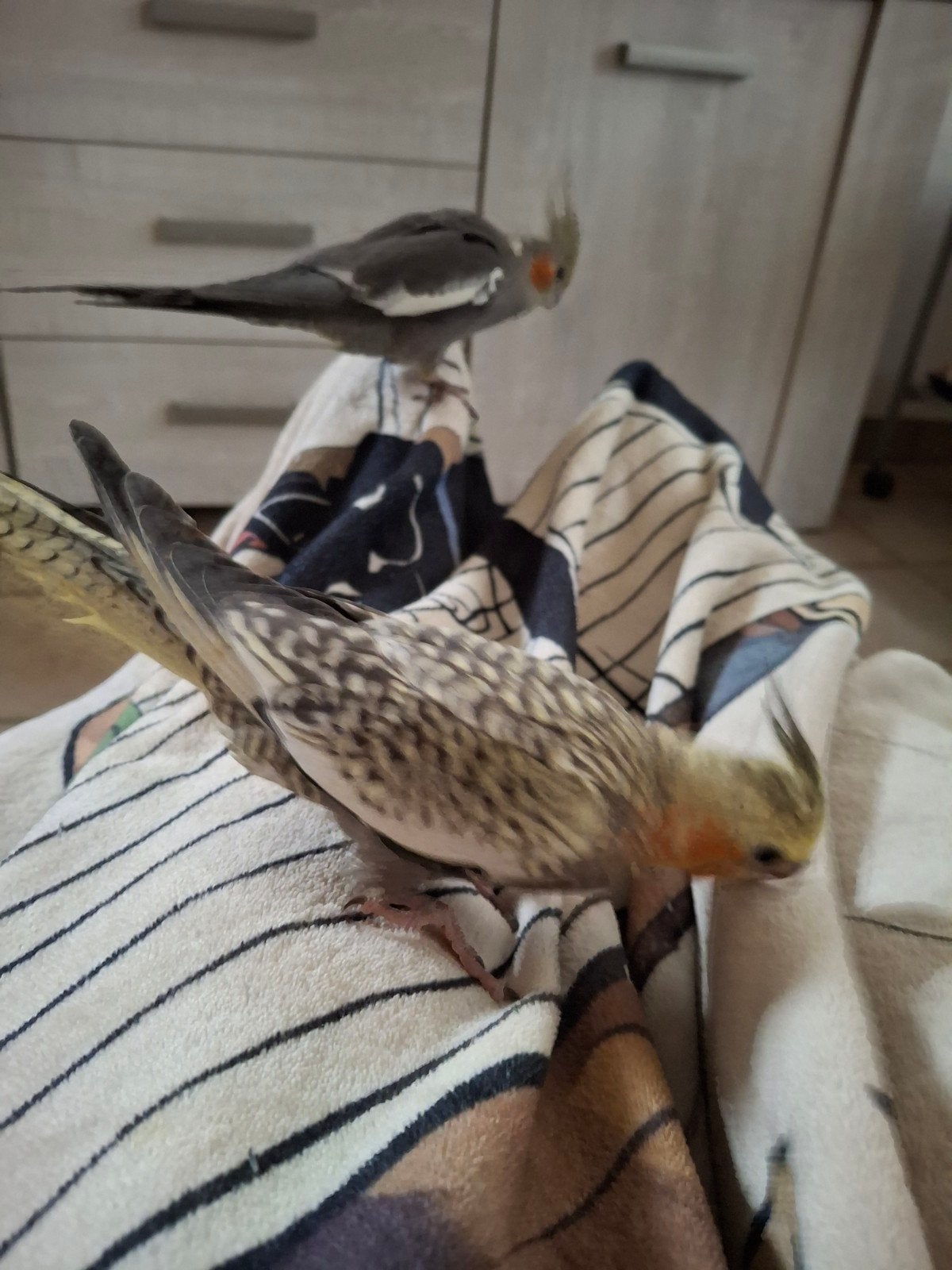 klaar voor te verhuizen zeer Tam Aalter, Dieren en Toebehoren