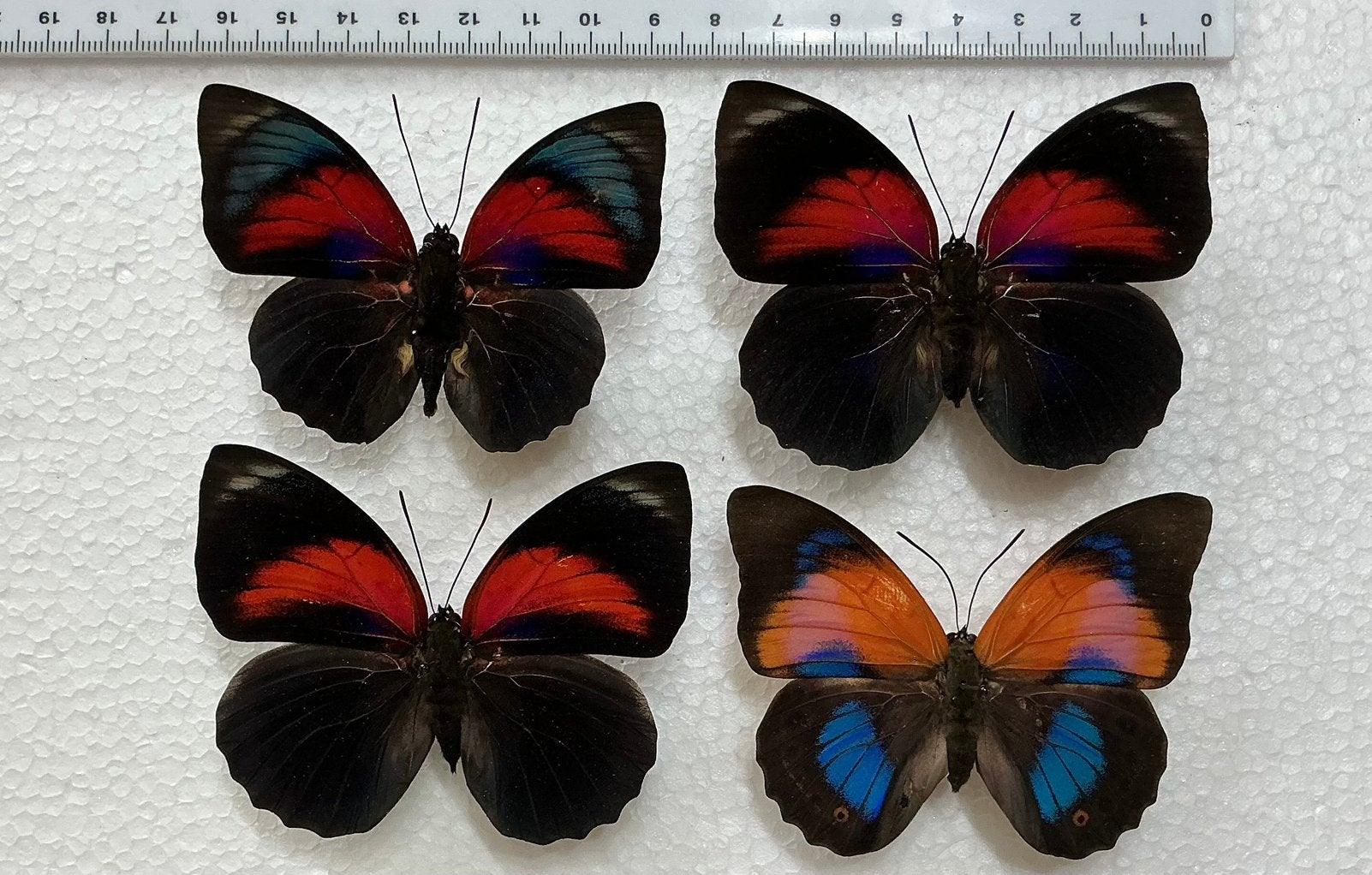 4 Agrias hybride vlinders, Verzamelen, Dierenverzamelingen, Ophalen, Zo goed als nieuw