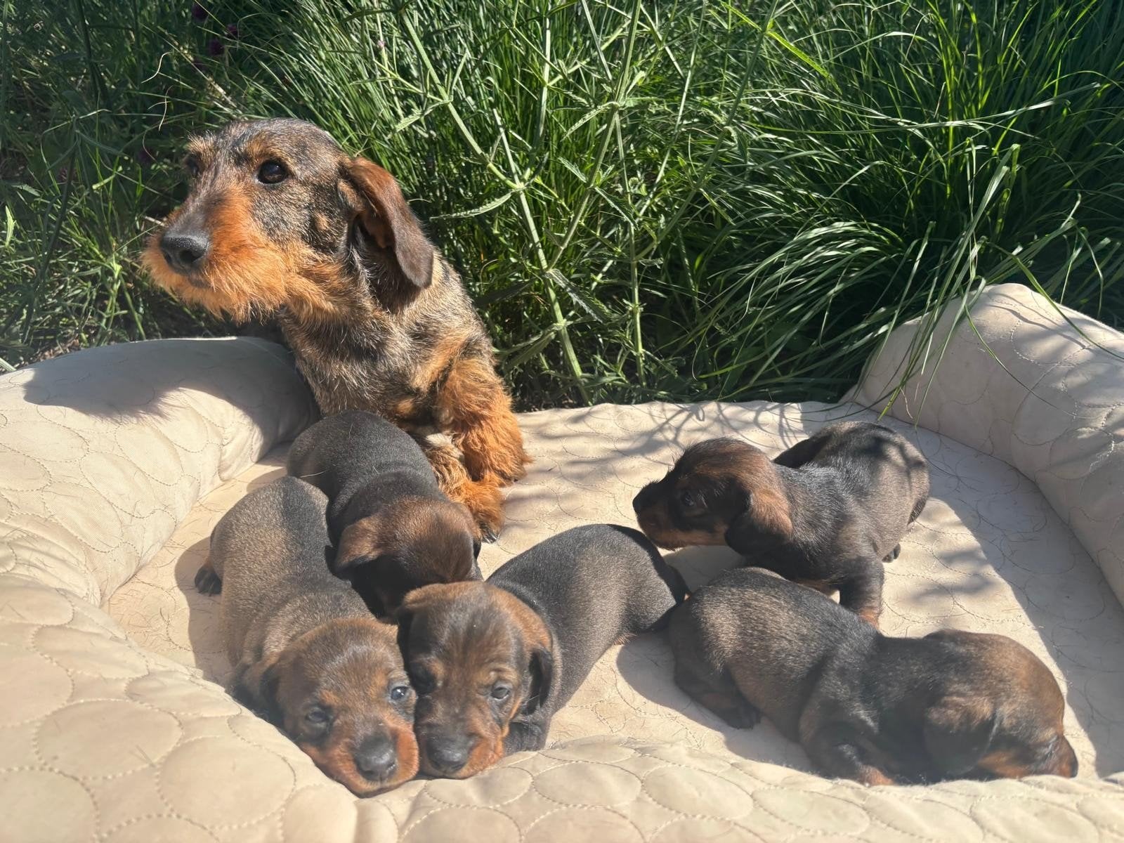 teckelpups ruwharig, Standard, Belgique, 8 à 15 semaines, Plusieurs