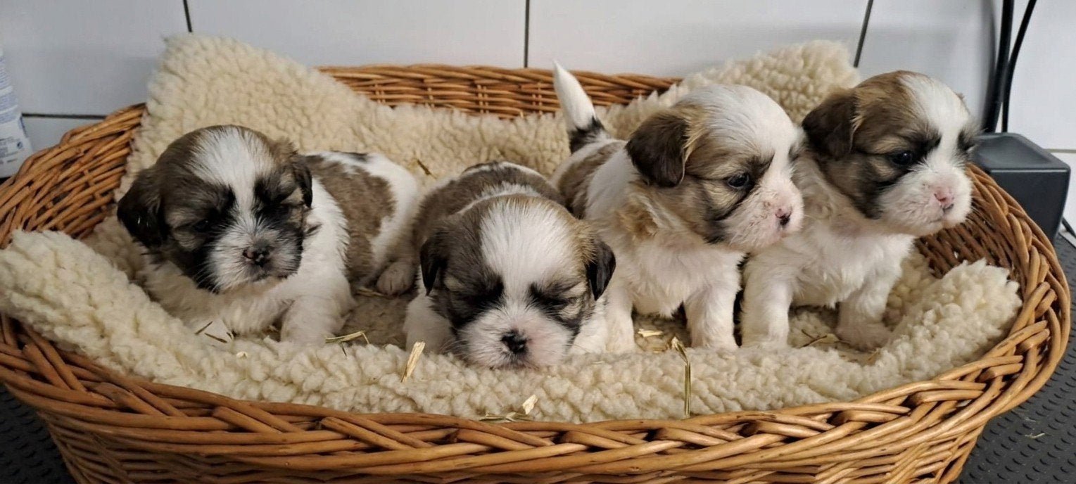 shih tzu pupjes, België, Overige rassen, CDV (hondenziekte), 8 tot 15 weken