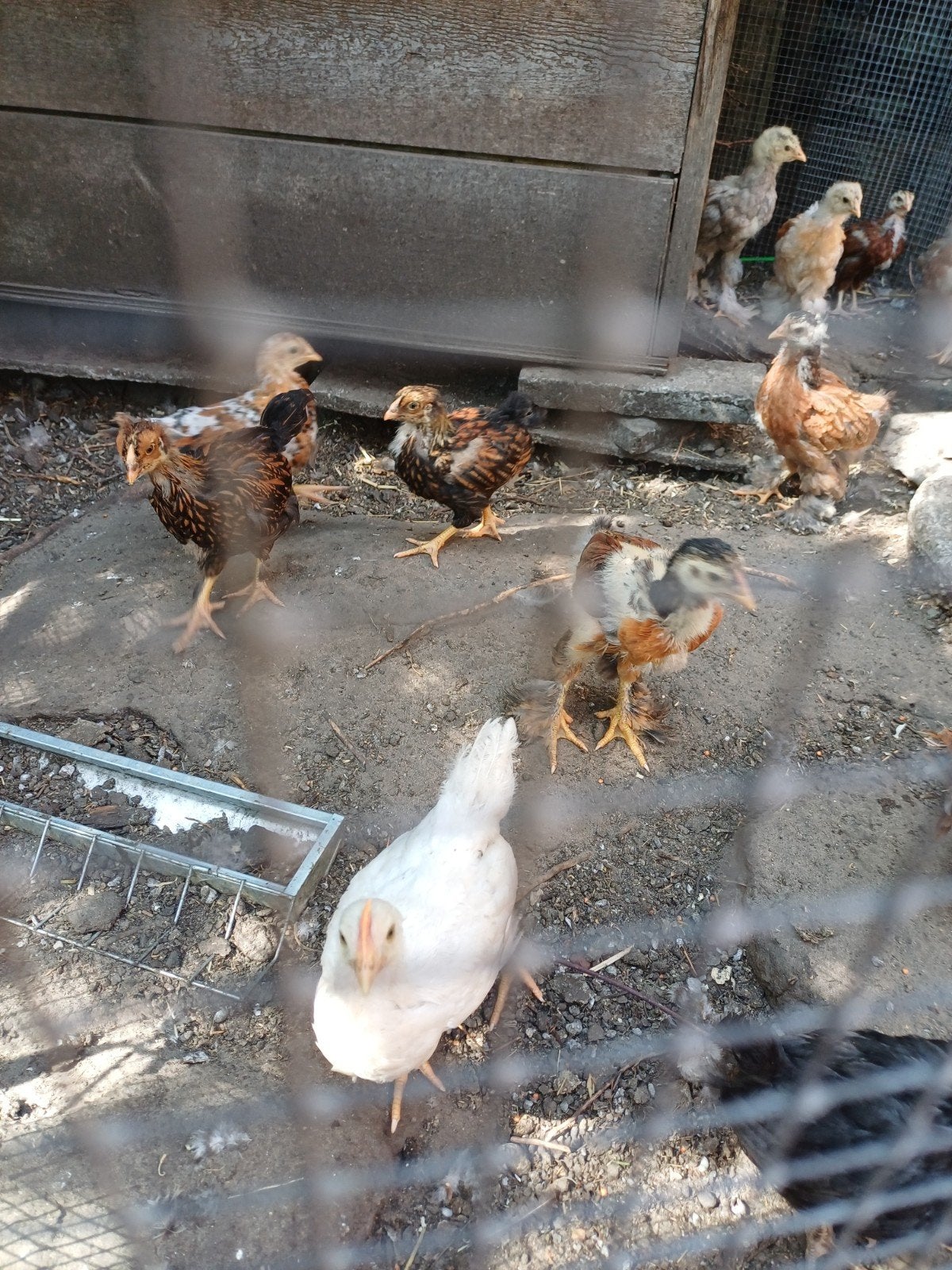 kuikens brahma, wyandotte, leghorn, Dieren en Toebehoren, Pluimvee