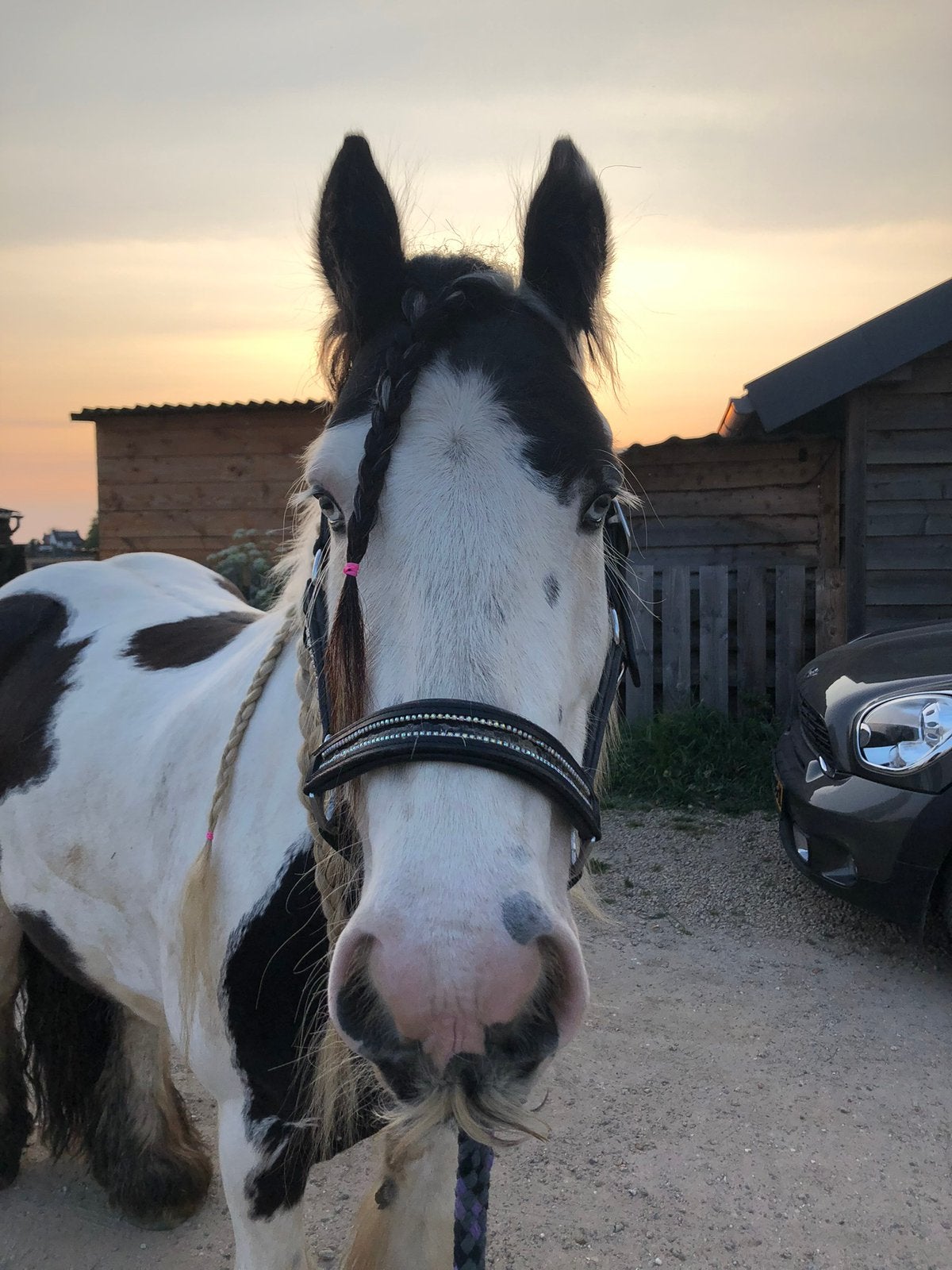 PAARD GEZOCHT, Dieren en Toebehoren, Paarden