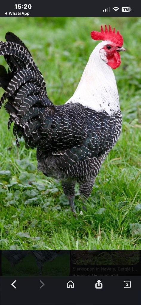 Hanen Kempisch Rashoen, Dieren en Toebehoren, Mannelijk, Kip