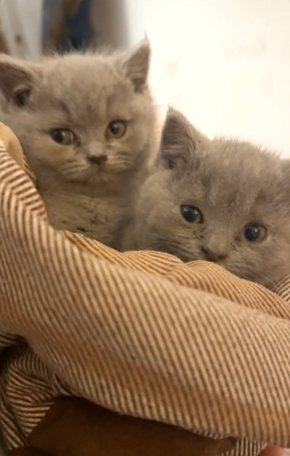 Britse Korthaar Kittens, Plusieurs animaux, Avec pedigree, 0 à 2 ans