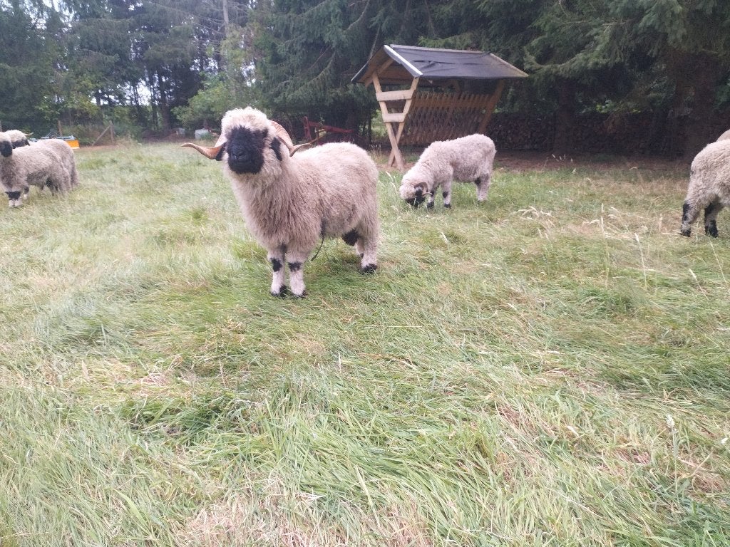 Walliser rammen, Dieren en Toebehoren, Mannelijk, Schaap