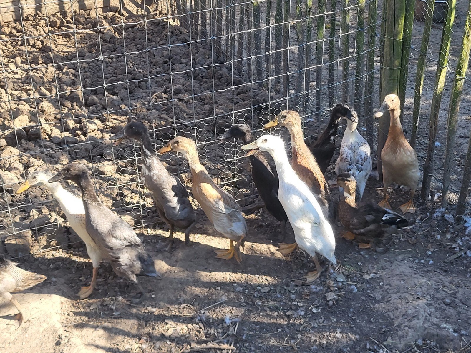 Loopeenden, Meerdere dieren, Eend