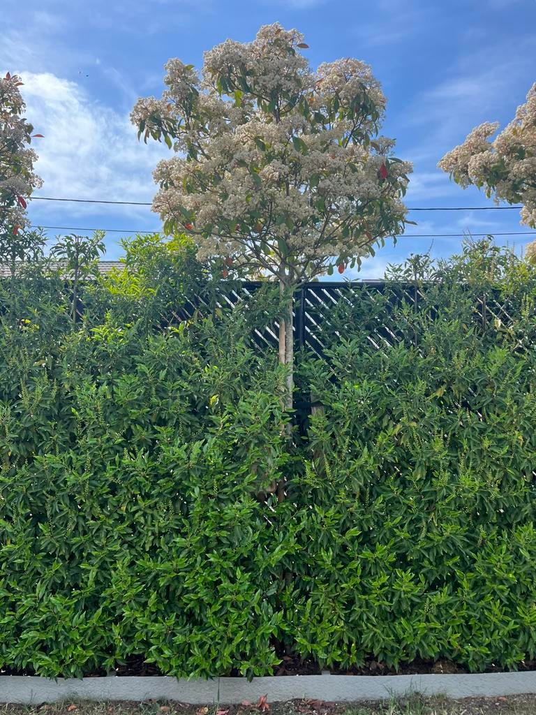 Photinia Fraseri (Glansmispel Red Robin) - Hoogstam - 8stuks, Ophalen, 100 tot 250 cm
