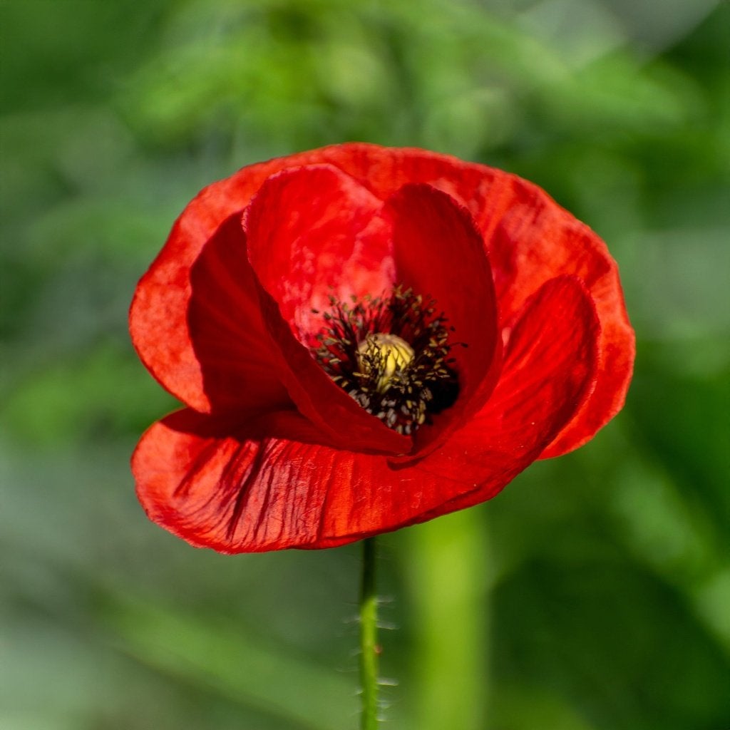 Pavot - Graines de Papaver Rhoeas BIO, Jardin & Terrasse, Bulbes & Semences, Printemps, Enlèvement ou Envoi