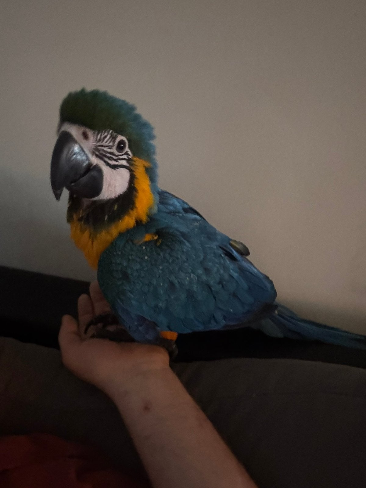Supertamme en lieve blauwgele ara man, Mâle, Perroquet, Parleur