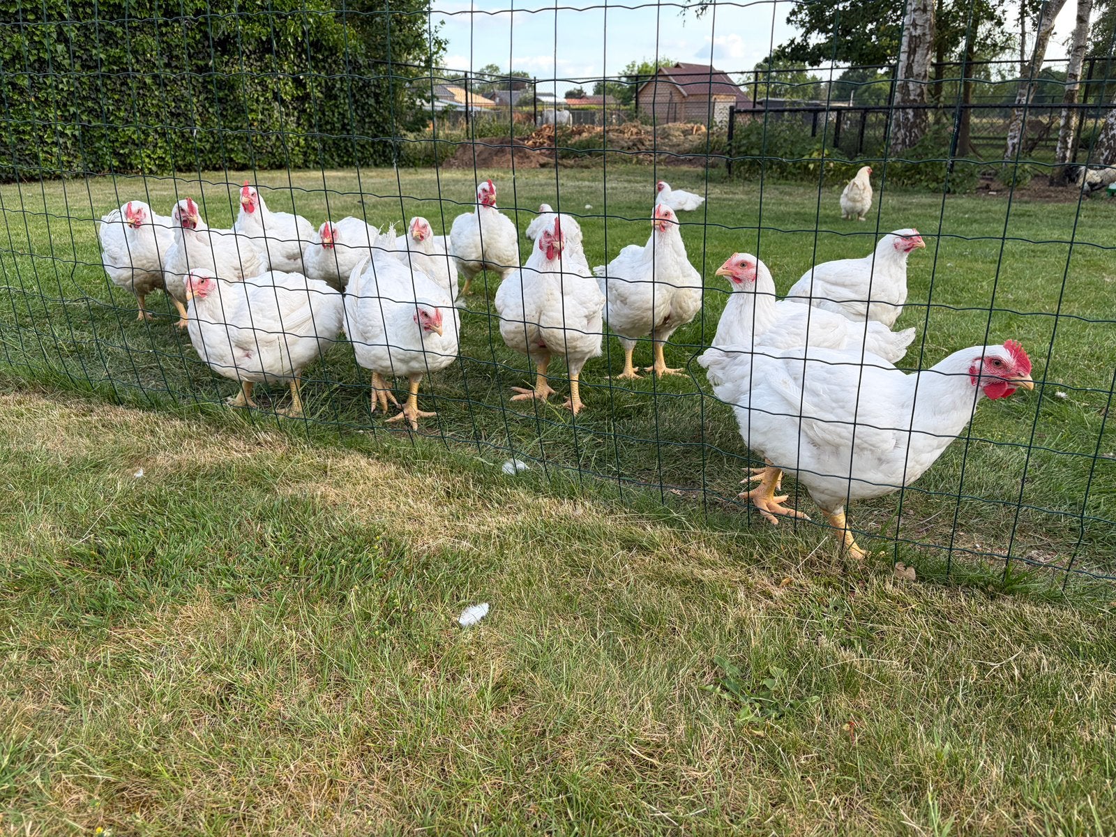 16 Vlees kuikens, Dieren en Toebehoren, Pluimvee, Kip