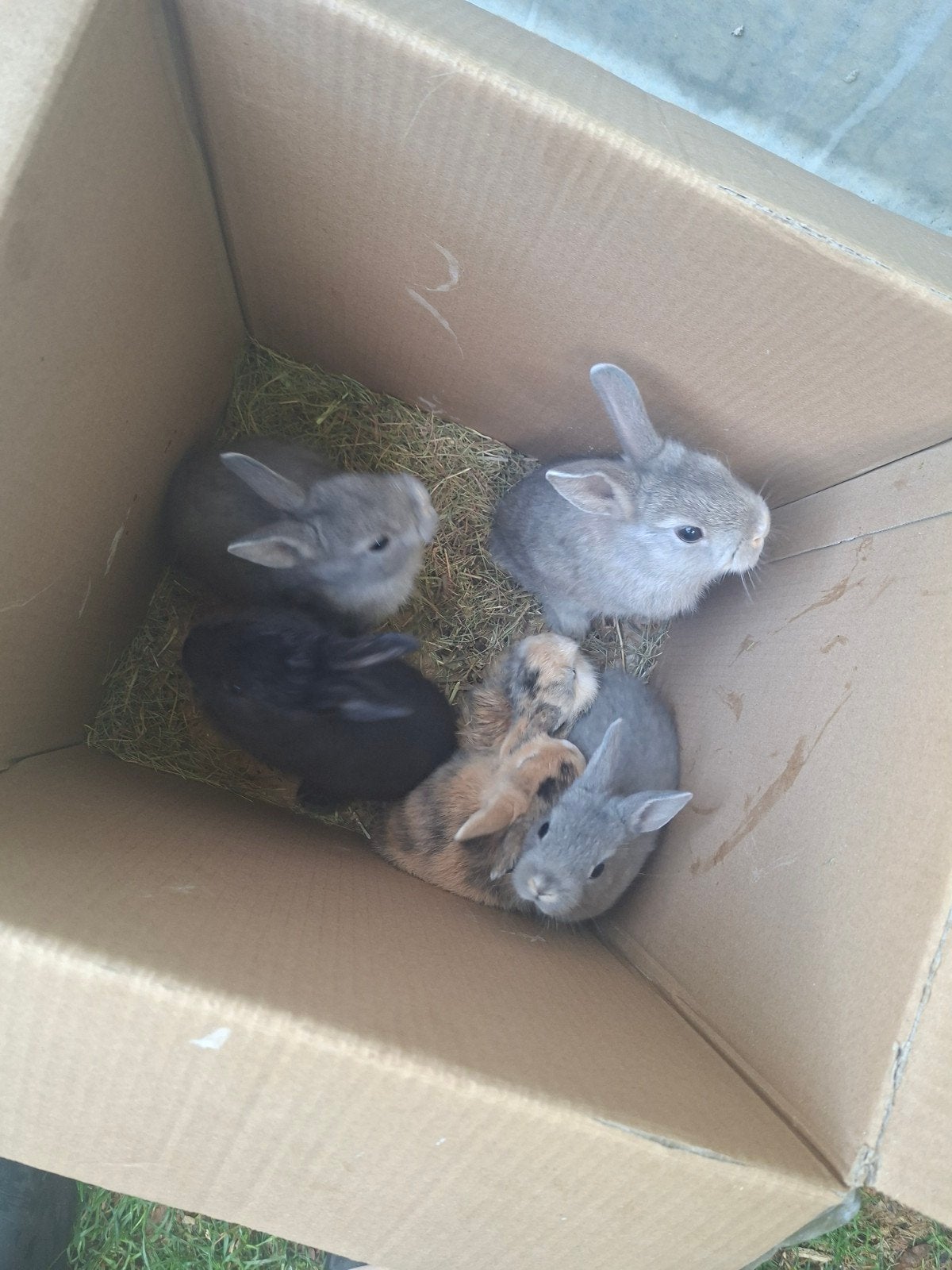 baby dwergkonijn te koop, Dieren en Toebehoren, Konijnen, Meerdere dieren, Dwerg, 0 tot 2 jaar