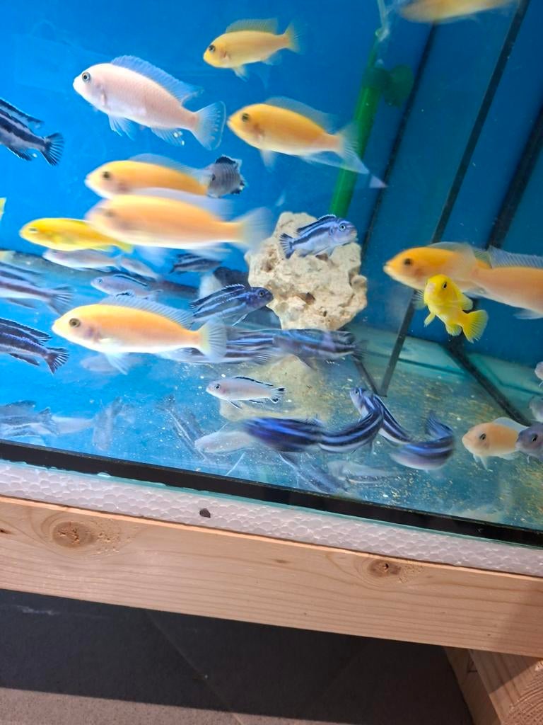 Plusieurs cichlides malawi ( mbunas ) disponibles, Dieren en Toebehoren