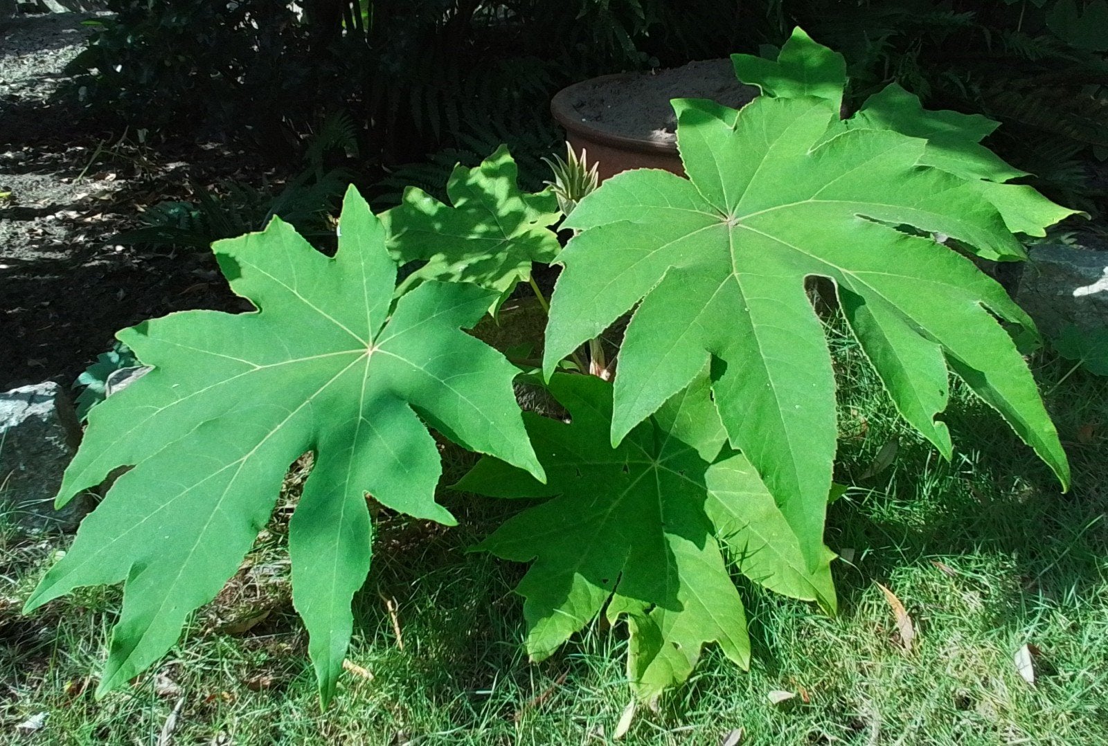Tetrapanax, Chinese rijstpapierplant., Tuin en Terras, Ophalen, Winter