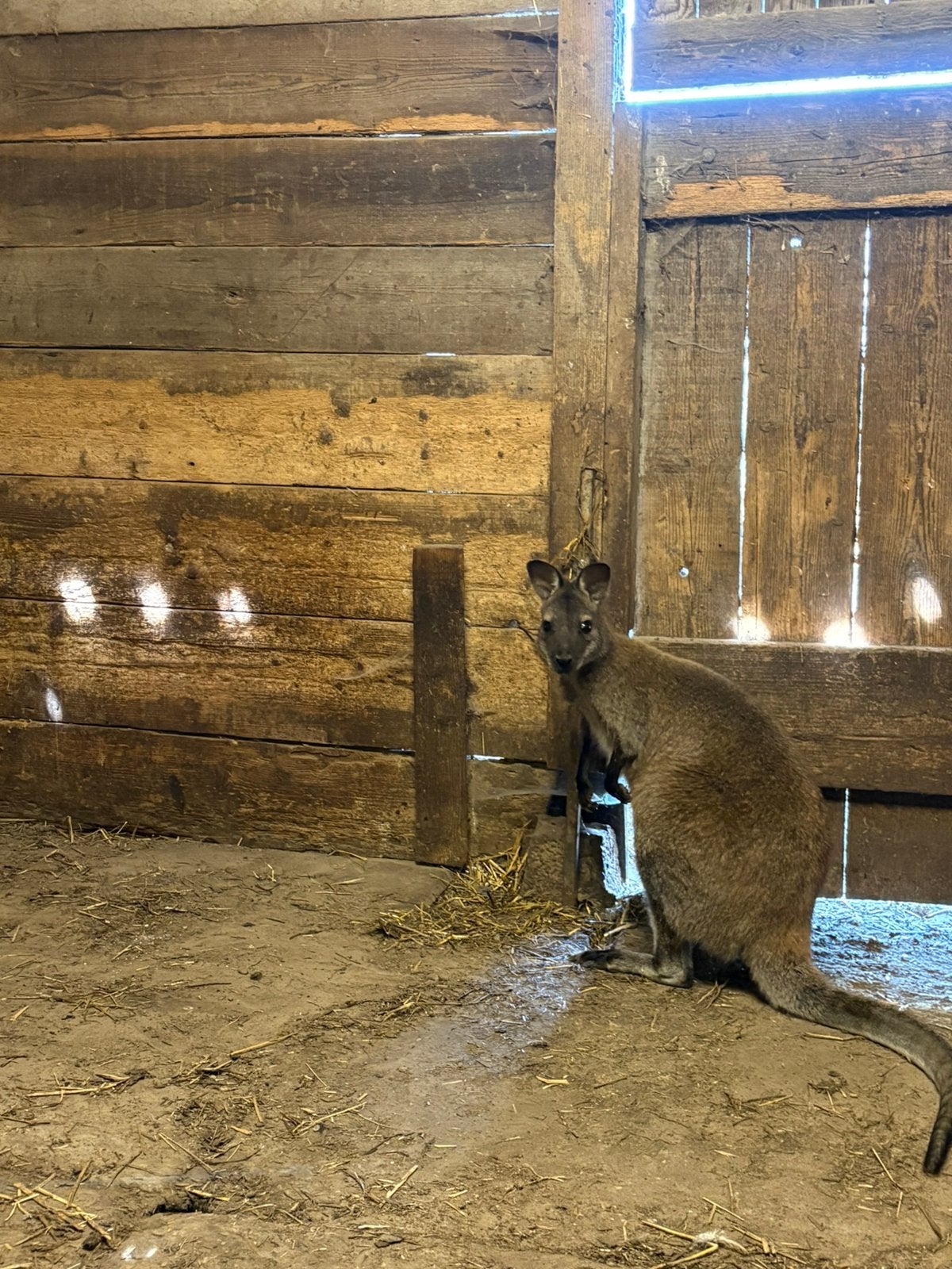 2 wallaby’s, Juin, Mâle
