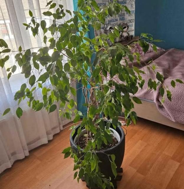 Gevlochten ficusboom met pot, Huis en Inrichting, Kamerplanten, Ophalen, Ficus, 100 tot 150 cm, Halfschaduw