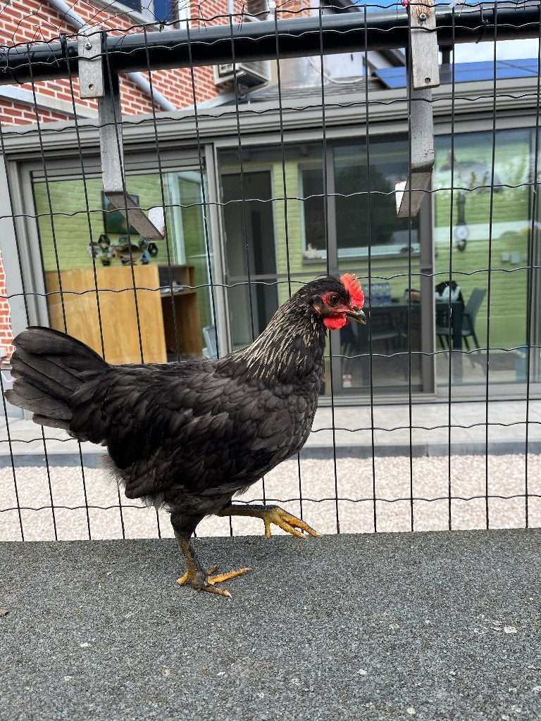 Jong grijs haantje, Mannelijk, Kip