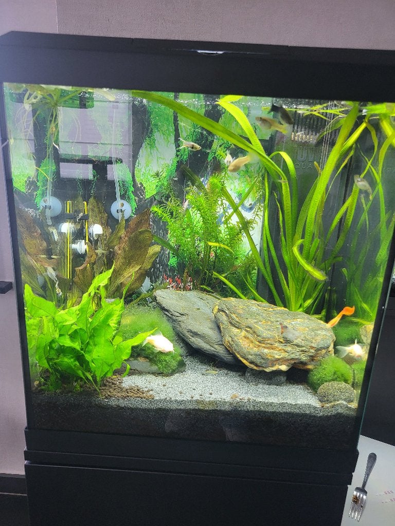 Baby Guppys, Dieren en Toebehoren, Vissen | Aquariumvissen, Vis, Zoetwatervis